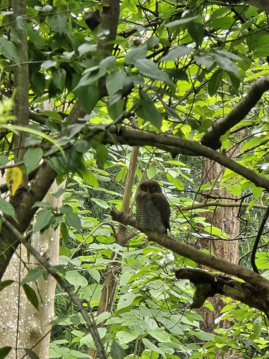 Asian Barred Owlet - ML623457569