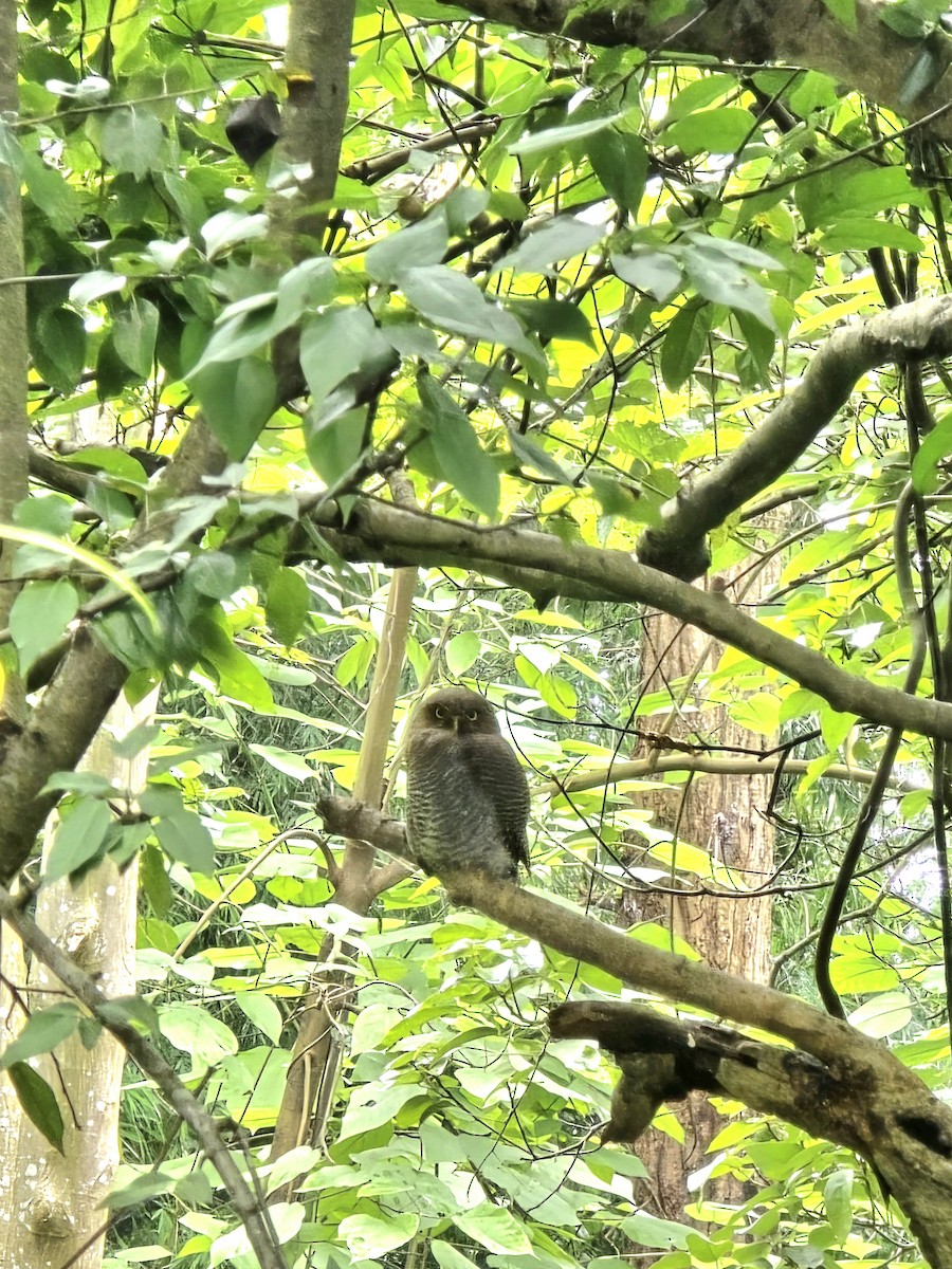 Asian Barred Owlet - ML623457570