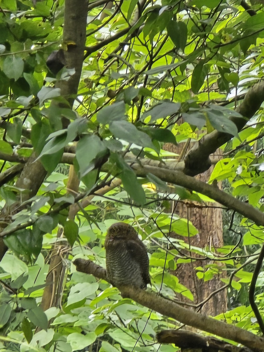 Asian Barred Owlet - ML623457571