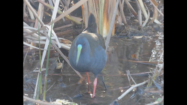 Plumbeous Rail - ML623457582