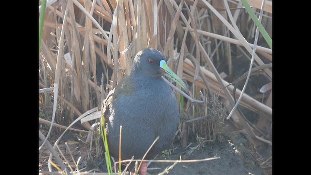 Plumbeous Rail - ML623457590