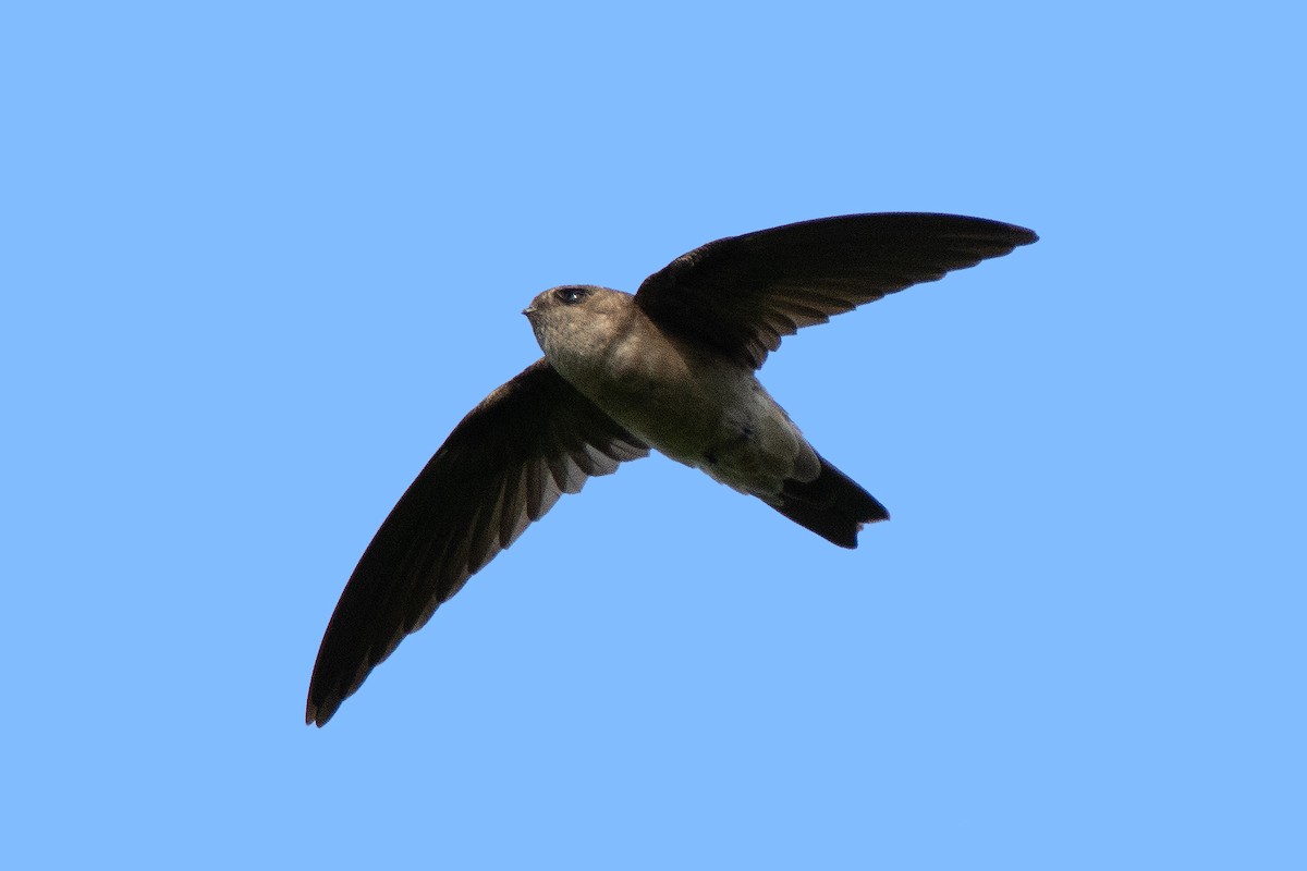 Germain's Swiftlet - ML623457592