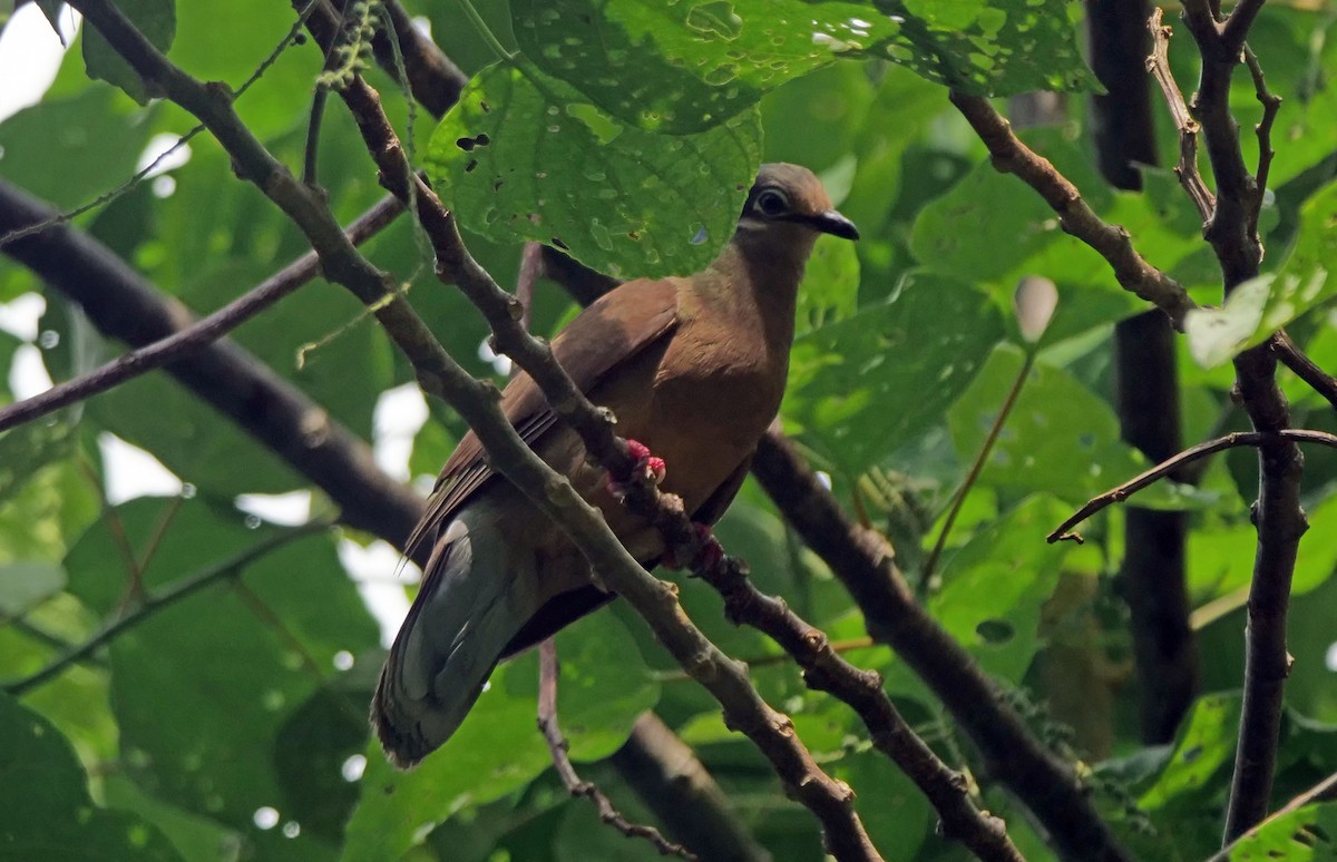 White-eared Brown-Dove - ML623457598