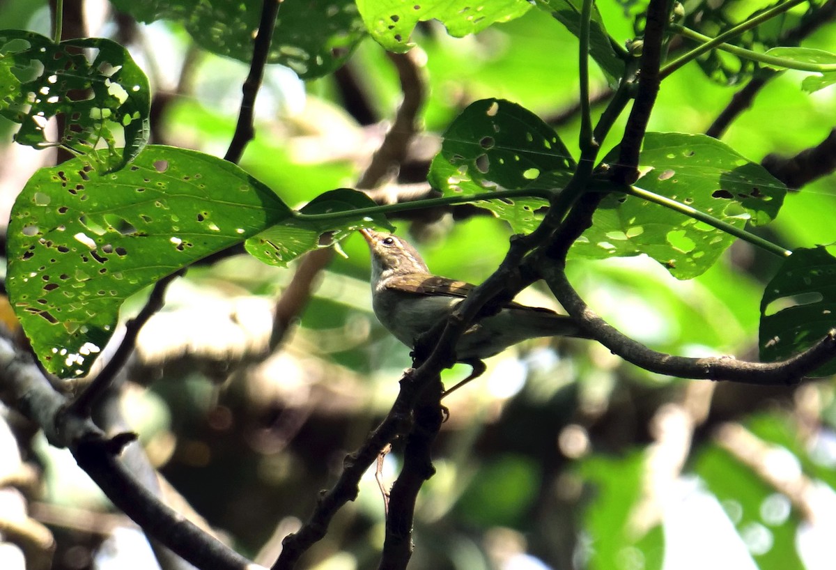 Arctic Warbler - ML623457605