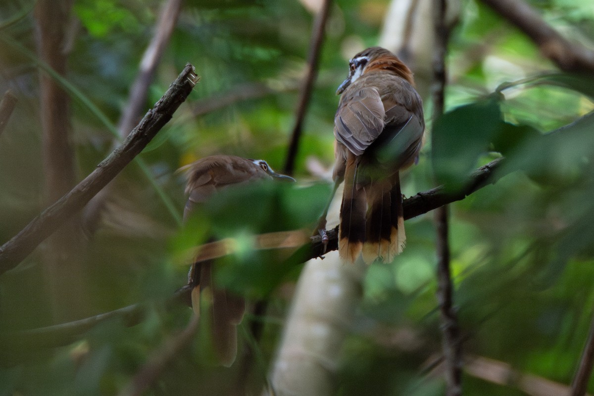 Lesser Necklaced Laughingthrush - ML623457608