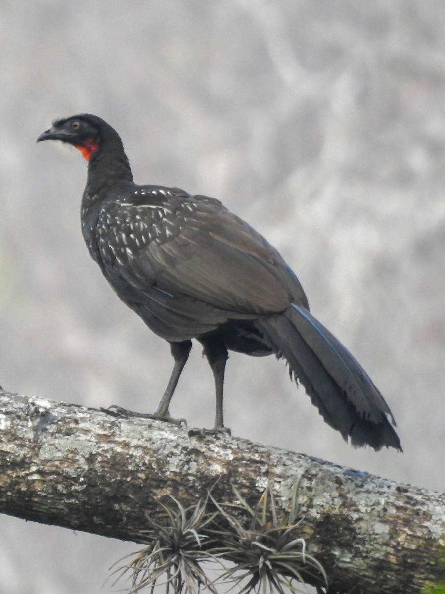 Pénélope des yungas - ML623457610