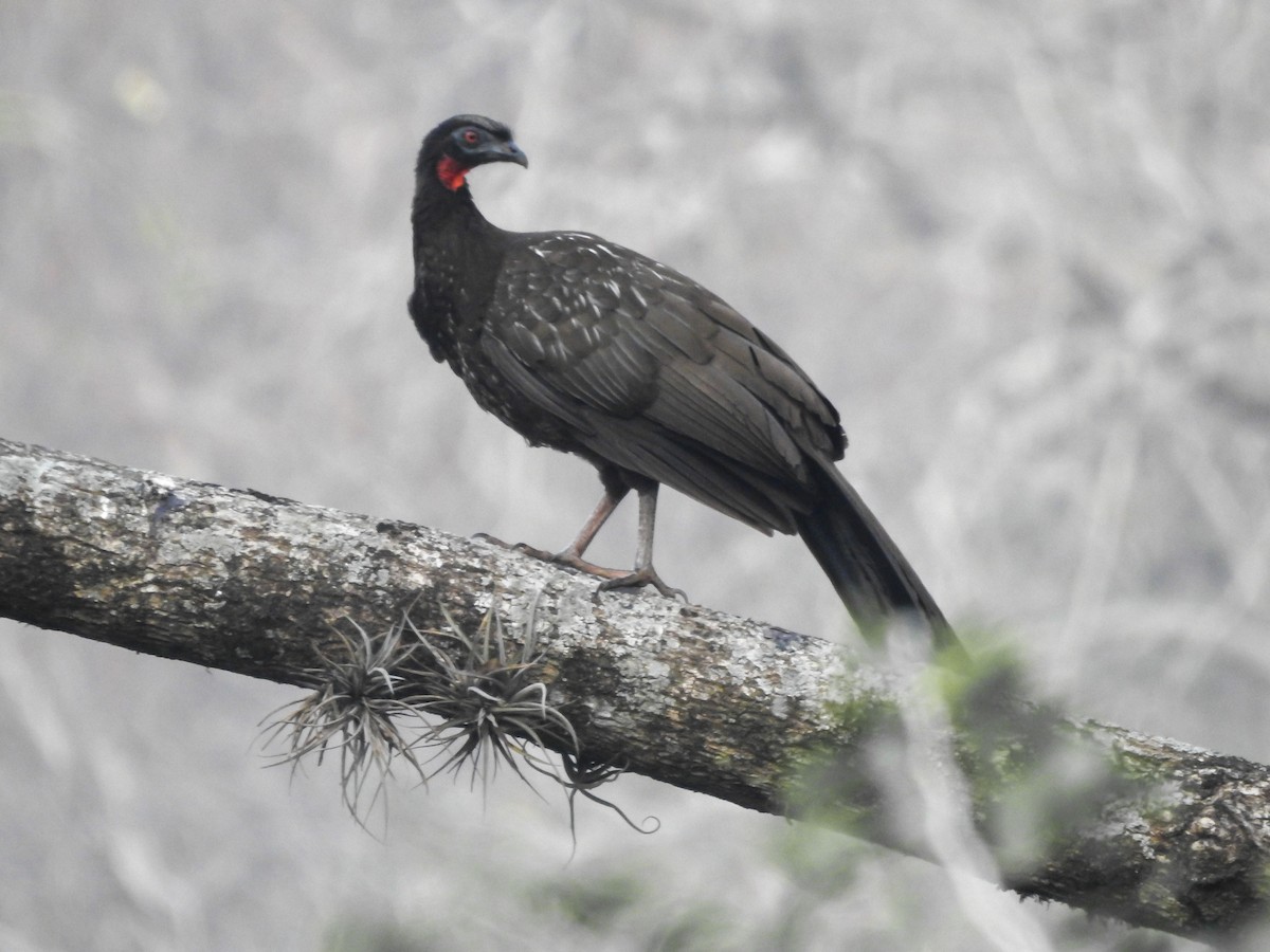 Pénélope des yungas - ML623457612