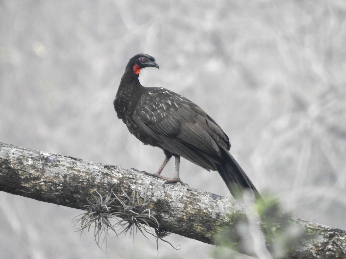 Pénélope des yungas - ML623457614