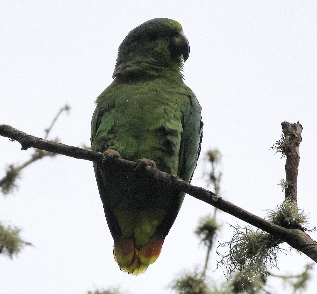 Scaly-naped Parrot - ML623457668