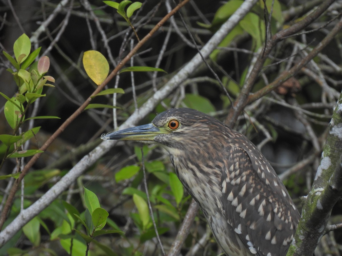 Black-crowned Night Heron - Pierre Alquier