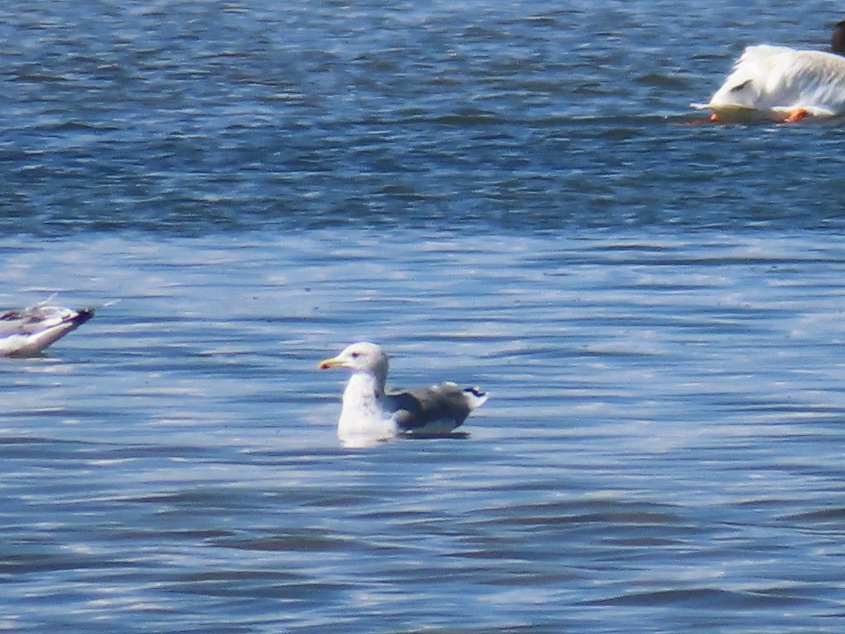 Gaviota Californiana - ML623457688