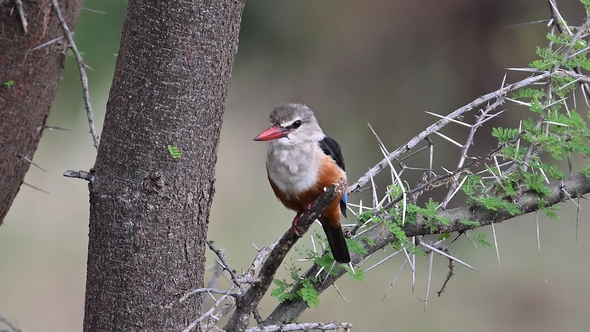 Gray-headed Kingfisher - ML623457691