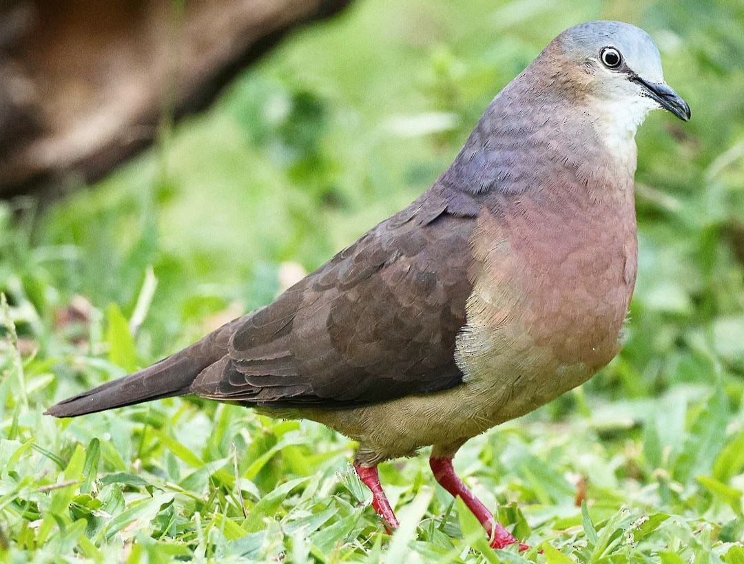 Tolima Dove - ML623457695