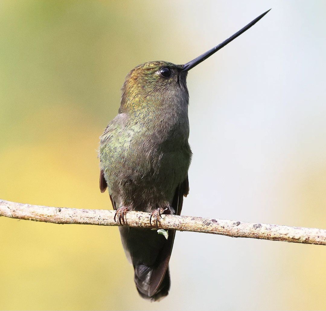 Green-fronted Lancebill - ML623457703