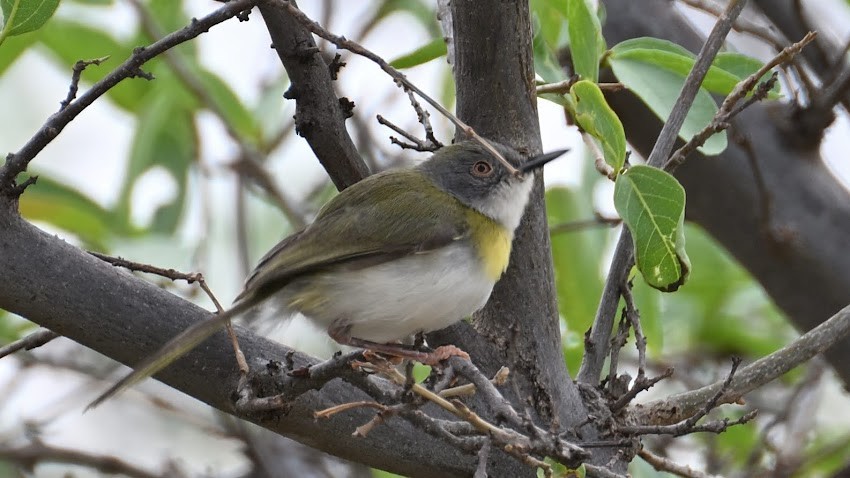 Yellow-breasted Apalis - ML623457708