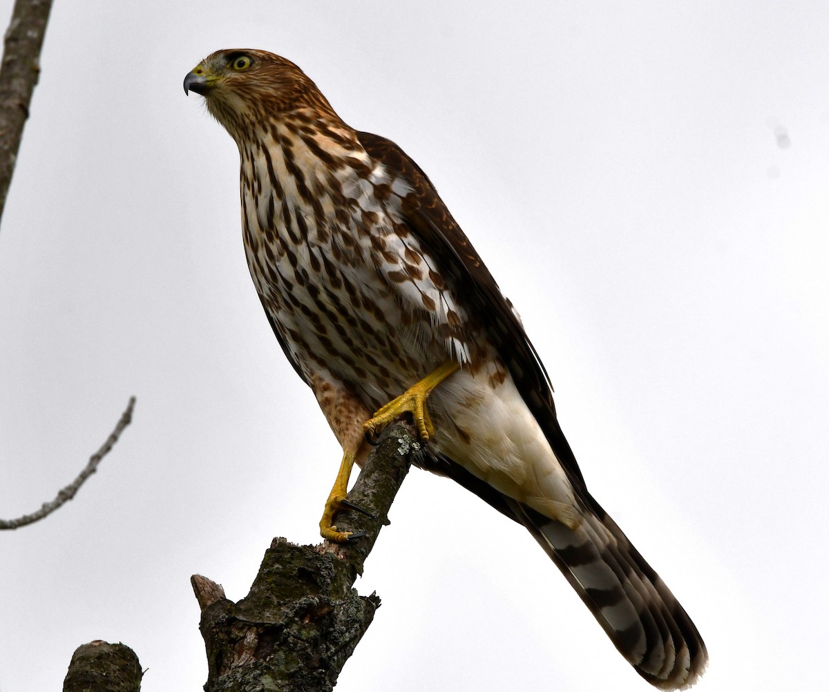 Cooper's Hawk - ML623457719