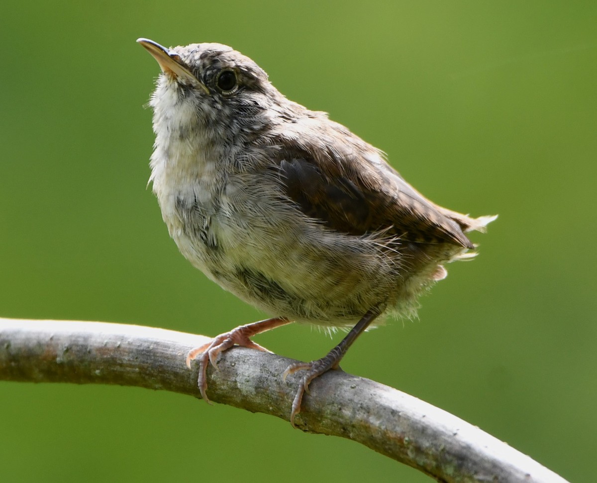 House Wren - ML623457734