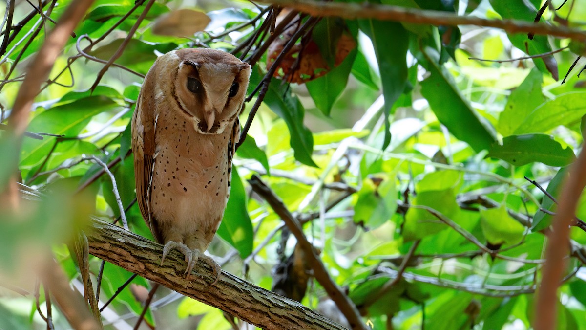 Oriental Bay-Owl - ML623457735