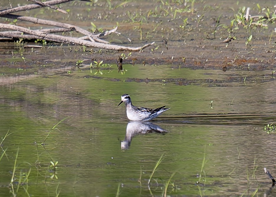 Red-necked Phalarope - David French