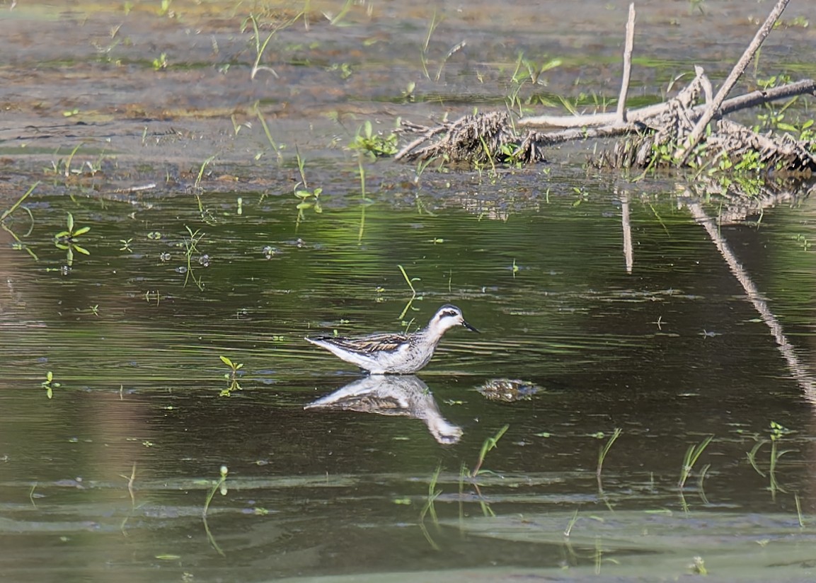 Red-necked Phalarope - David French