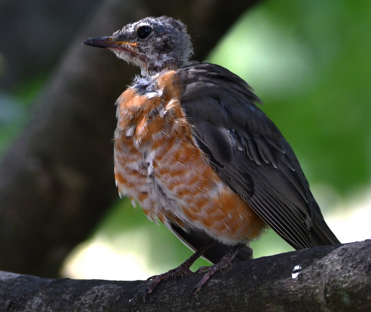 American Robin - ML623457773