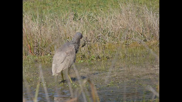 Black-crowned Night Heron - ML623457800