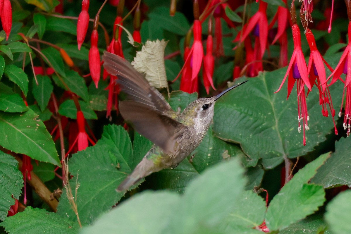 Costa's Hummingbird - ML623457975