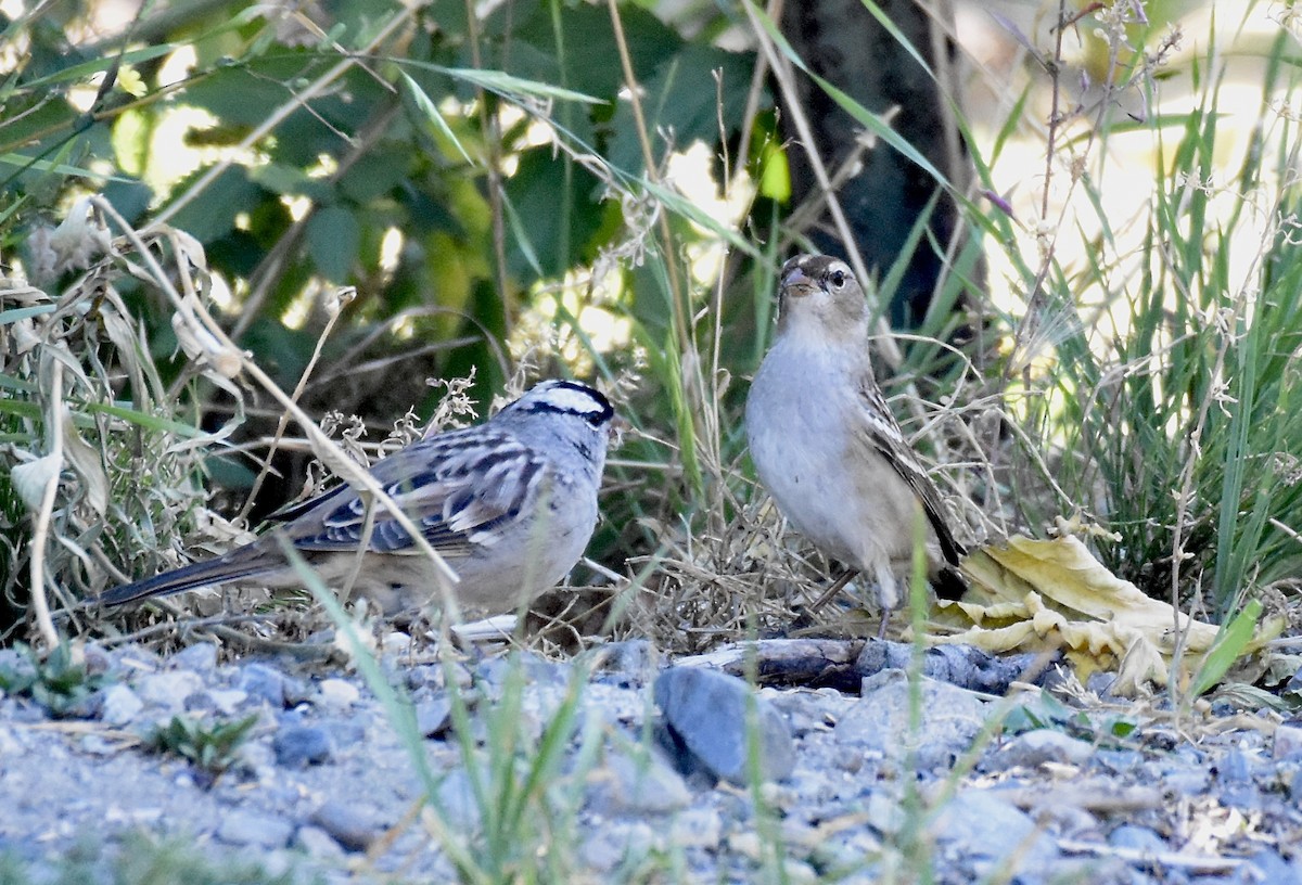 Porsuk Serçesi (oriantha) - ML623458023