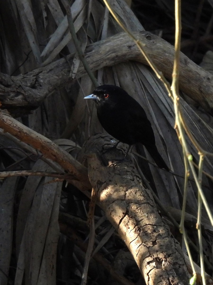 Blue-billed Black-Tyrant - ML623458032