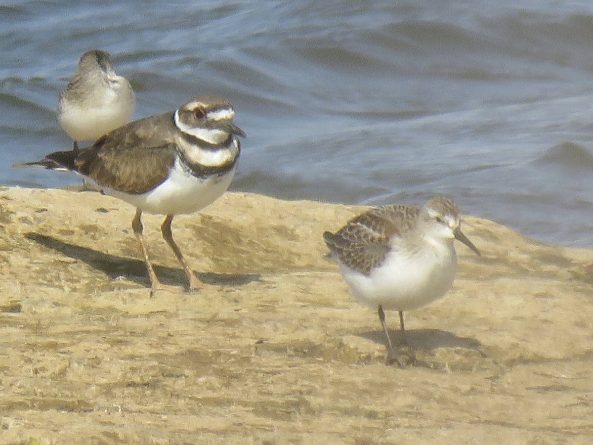 Killdeer - Gregg Flokstra