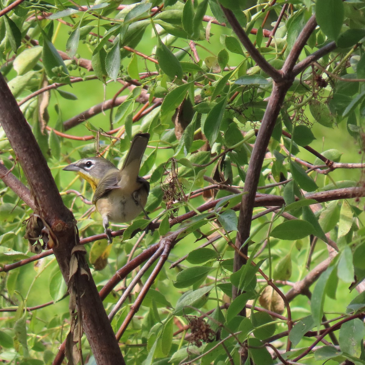 Yellow-breasted Chat - ML623458049