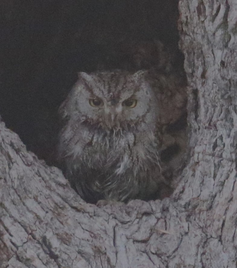 Western Screech-Owl - ML623458082