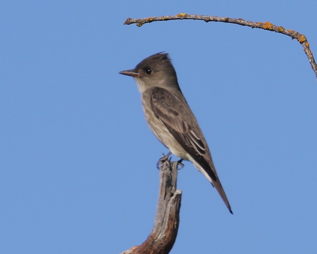 Olive-sided Flycatcher - ML623458091