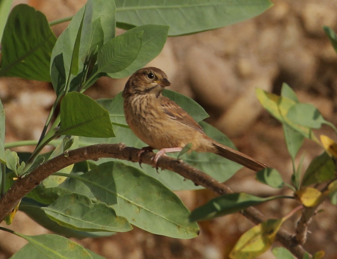 Rufous-crowned Sparrow - ML623458100