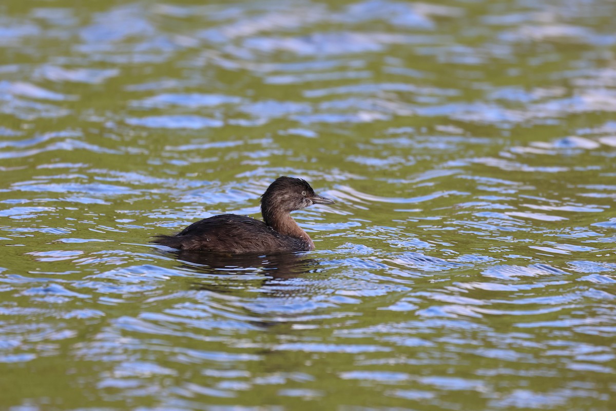 New Zealand Grebe - Anonymous