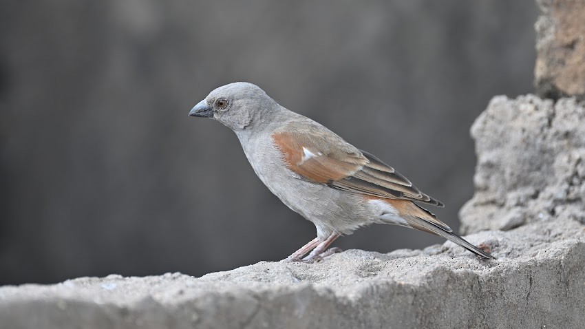 Parrot-billed Sparrow - ML623458148