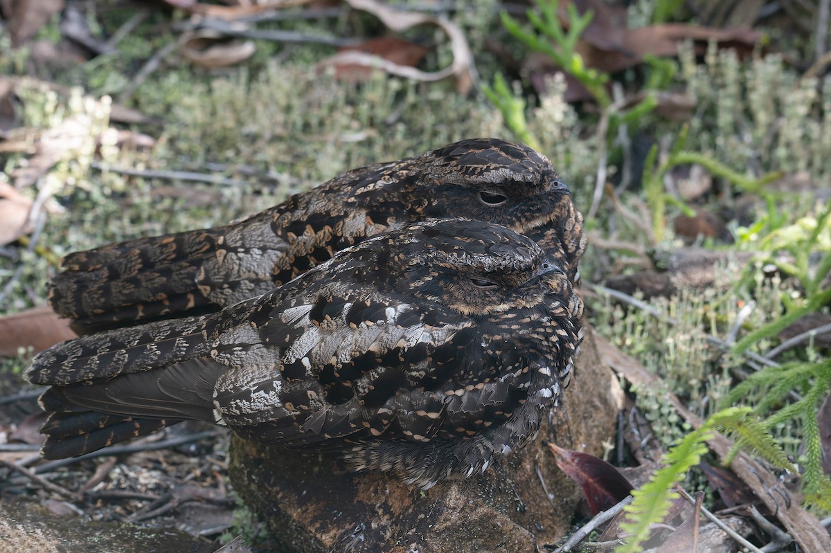 Diabolical Nightjar - ML623458152