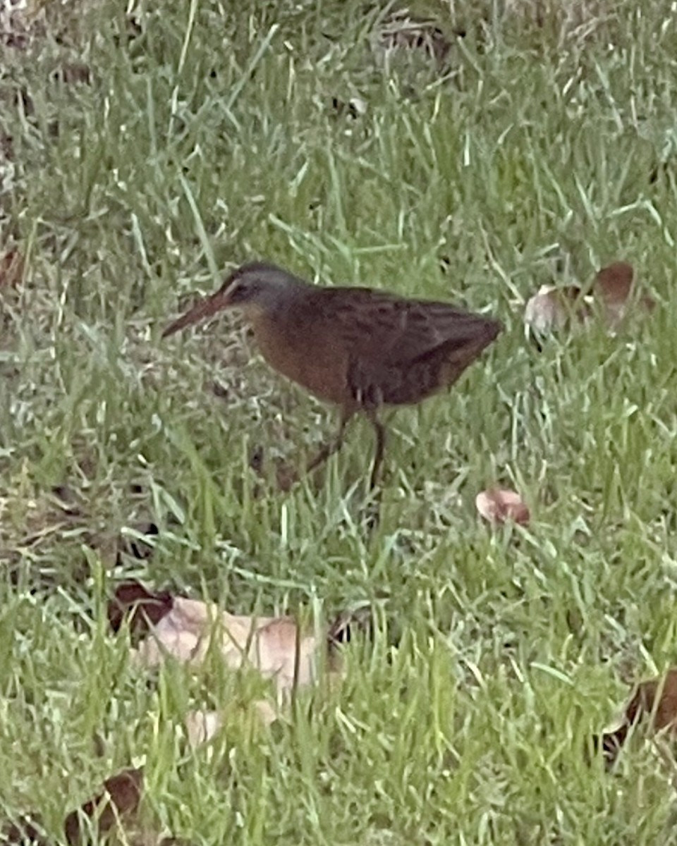 Virginia Rail - ML623458159