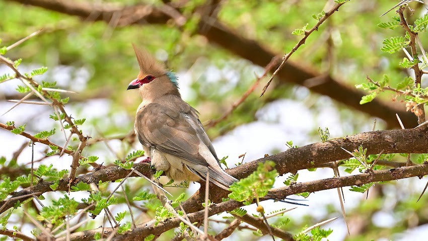 Blue-naped Mousebird - ML623458203