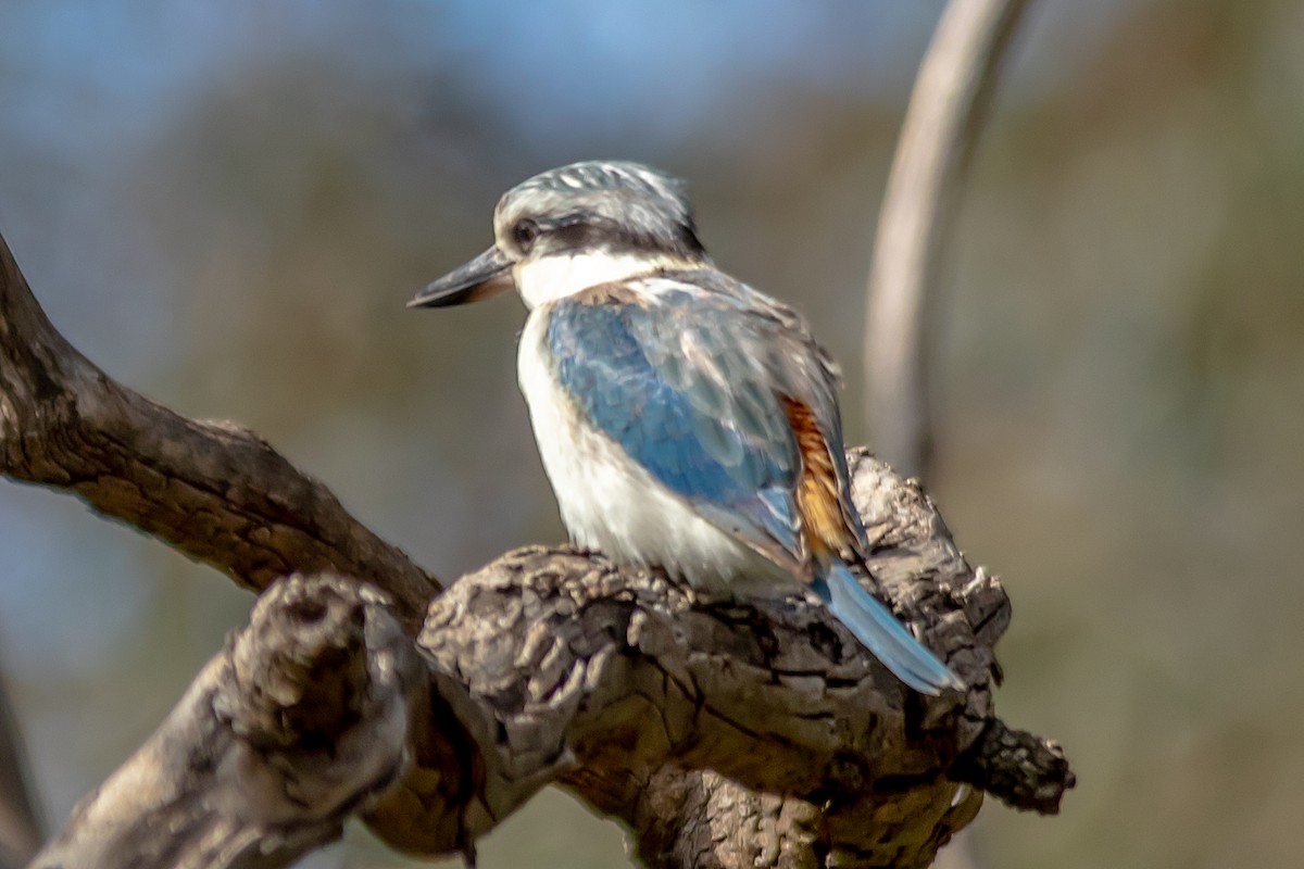 Red-backed Kingfisher - ML623458207