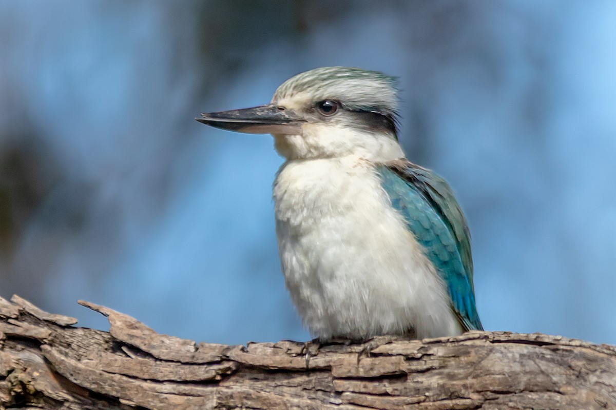 Red-backed Kingfisher - ML623458208