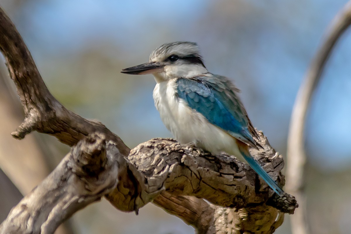 Red-backed Kingfisher - Andrew Allen