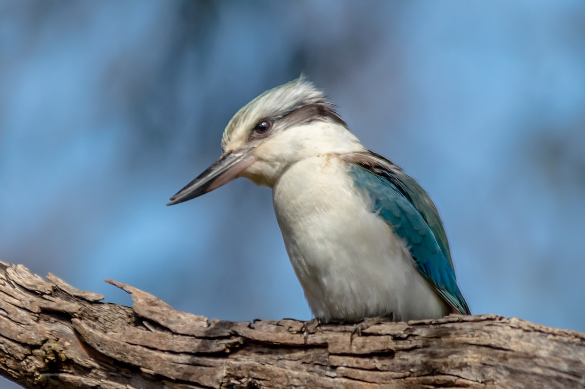 Red-backed Kingfisher - ML623458210