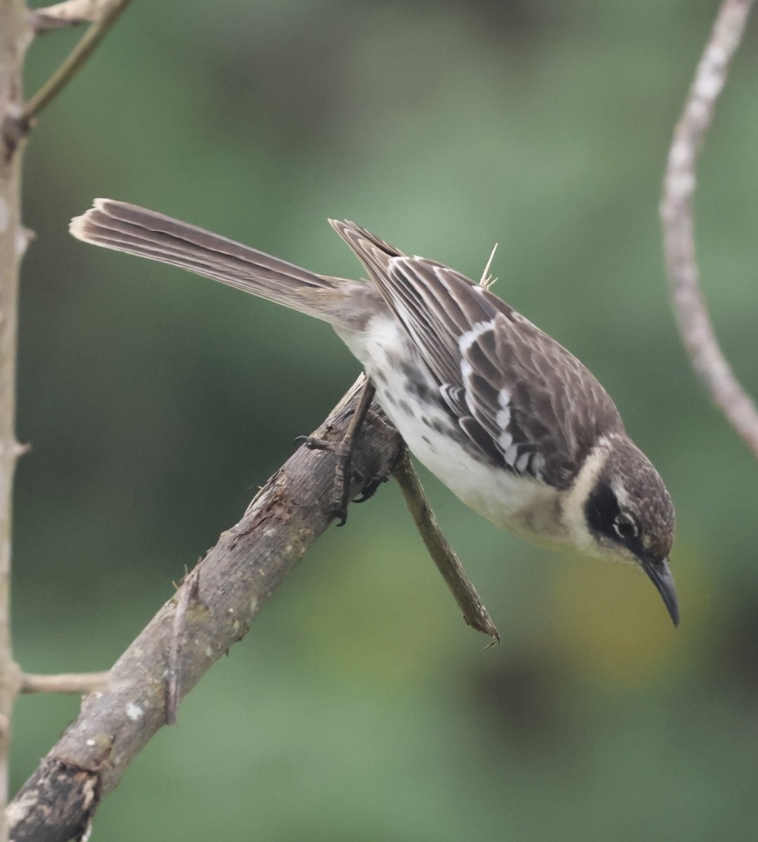 Galapagos Mockingbird - ML623458309