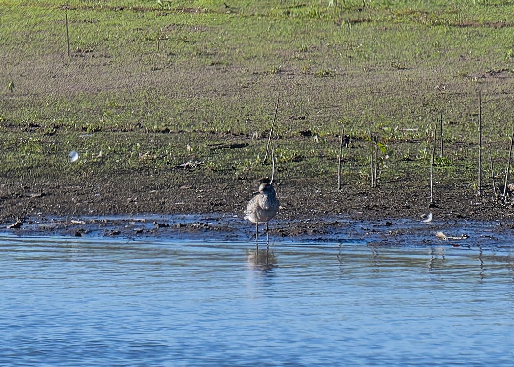 Black-bellied Plover - David French