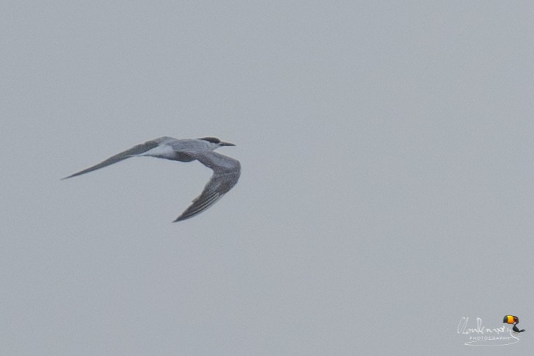 Common Tern - ML623458405