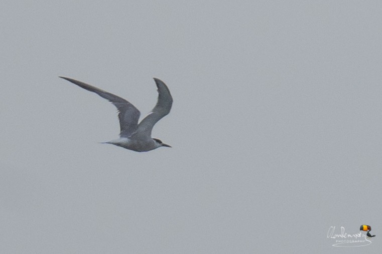 Common Tern - ML623458413