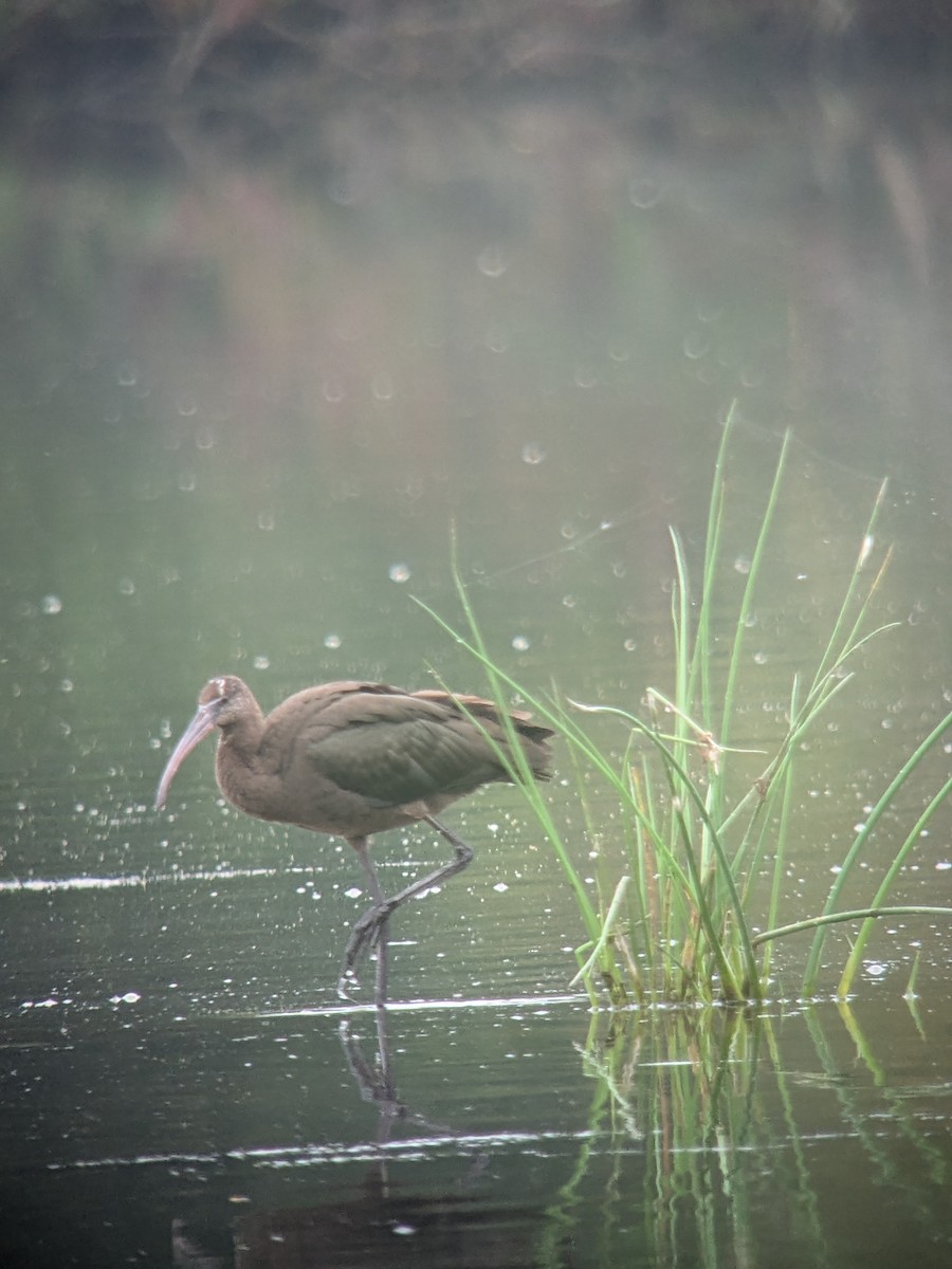 Glossy Ibis - ML623458446