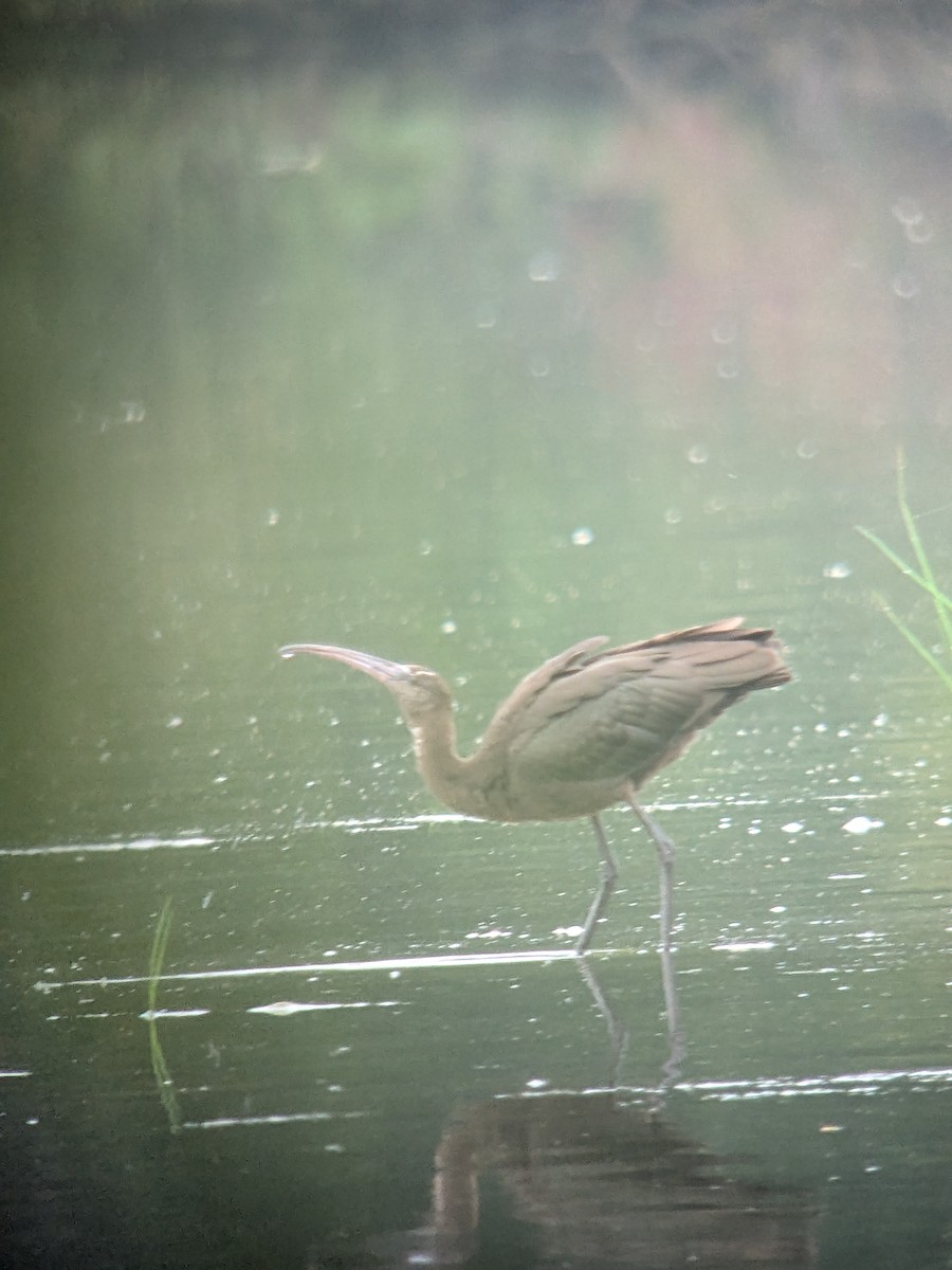 Glossy Ibis - ML623458460