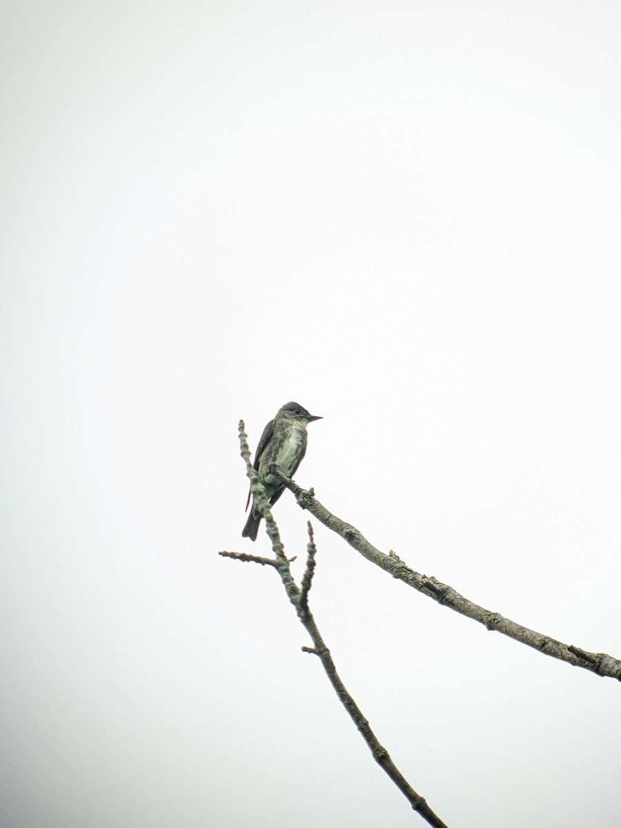 Olive-sided Flycatcher - ML623458475